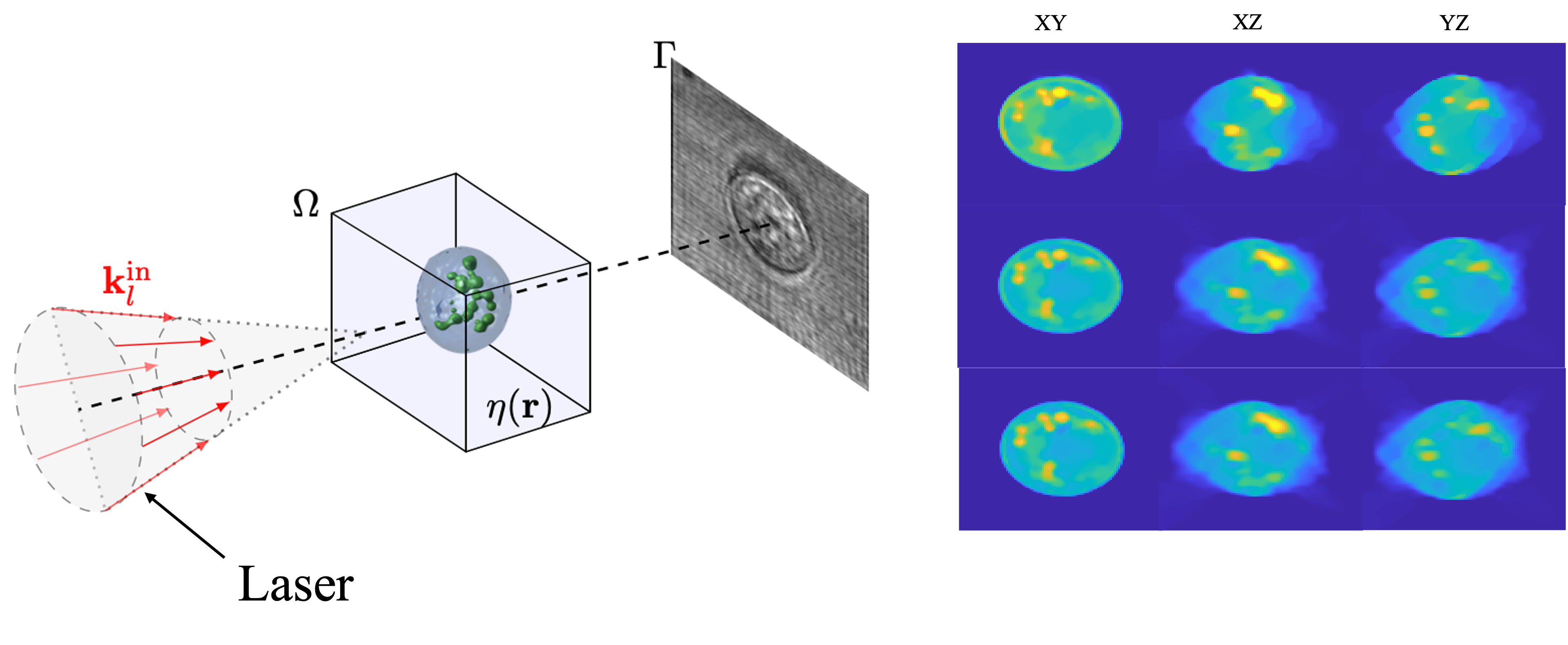 Optical diffraction tomography — principle and reconstruction results